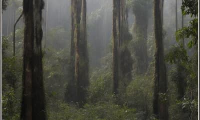 Hantu Kalimantan Paling Angker